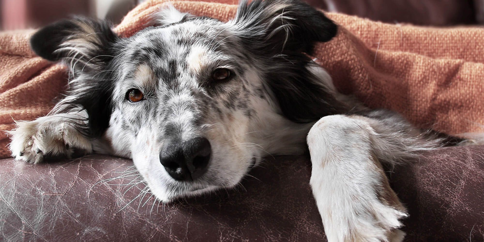 Enfermedades en las mascotas: ¿Cuándo poner atención?